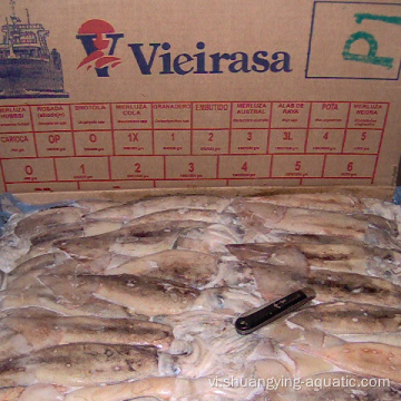 Chất lượng cao bqf đông lạnh argentina illex squid loligo